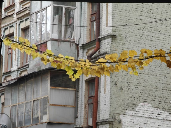 Foto von Kletterpflanze an Stromkabel vor Gebäude