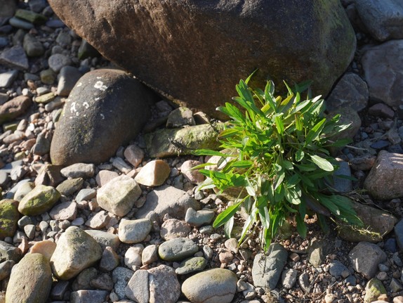 Kleine Pflanze auf Steinboden