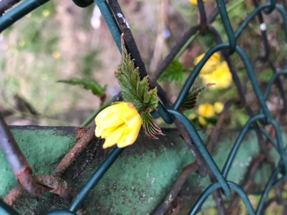 eine gelbe Blume die durch einen Maschendraht-Zaun wächst