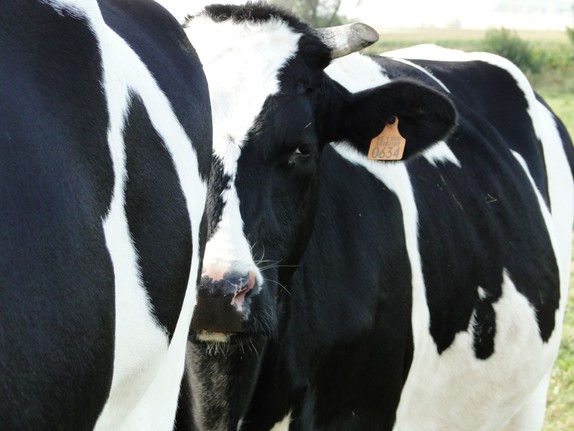 Nahaufnahme einer Kuh auf einer Weide, von einer weitern Kuh sieht man den hinteren Teil